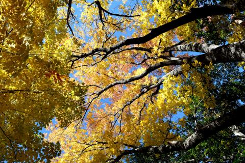 Looking up at tree trunks and color fall leaves