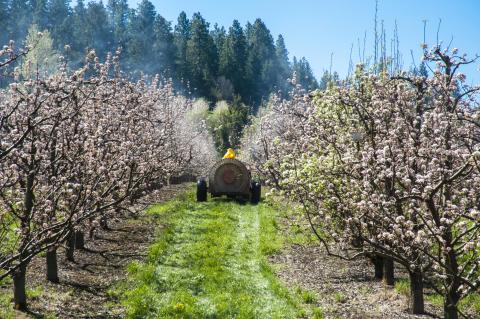 farmer spraying apple trees