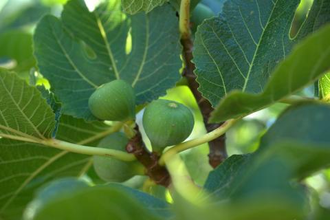 Growing fig store trees in containers