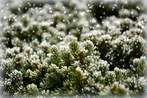 fir snow