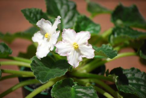 are african violets poisonous to cats and dogs