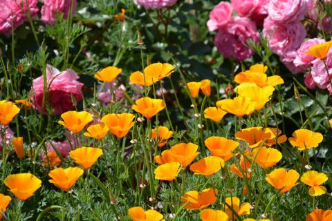 California Poppy