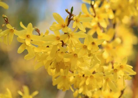 Forsythia Flowers