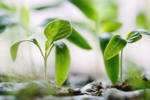 Seedling via francesco gallarotti unsplash