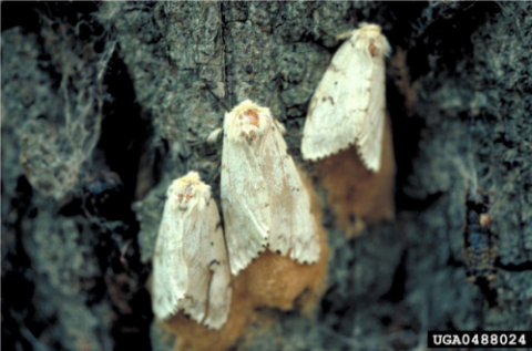 Bourgogne tolv delikat Spongy Moth [fact sheet] | Extension