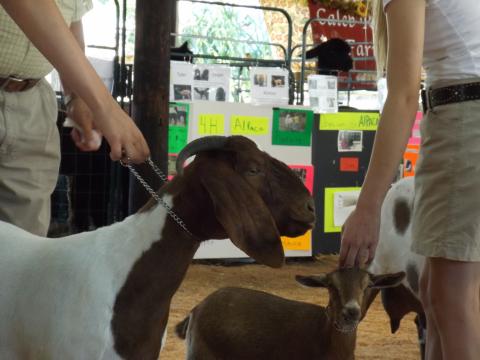 4-H Goats