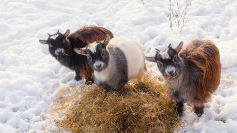 Goats eating hay