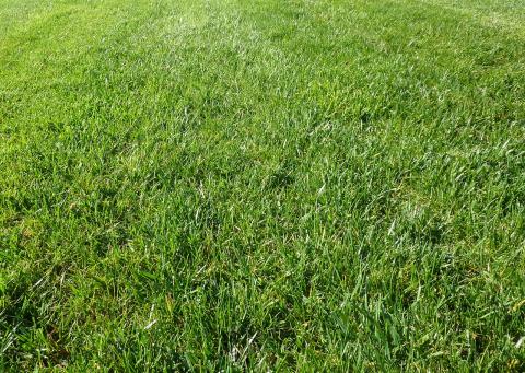 Is organic fertilizer better for lawns? | Extension