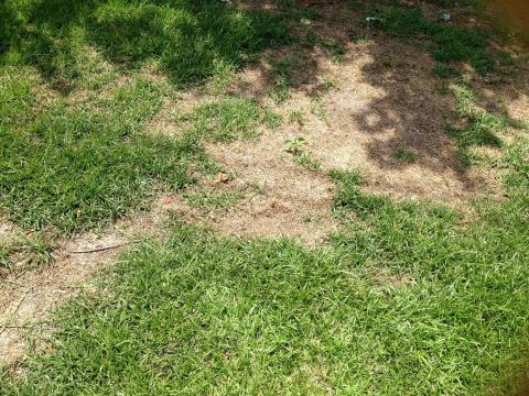 How do I treat for grubs in my lawn?