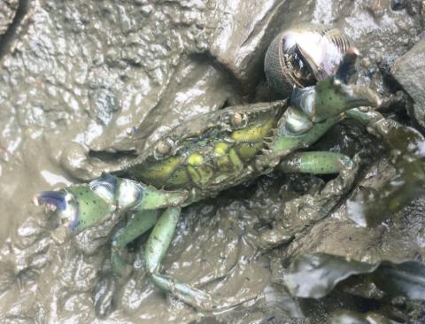 A close-up view of a green crab on a muddy rock. The crab appears to be looking at the camera. It's two pincers are pointed at the camera.