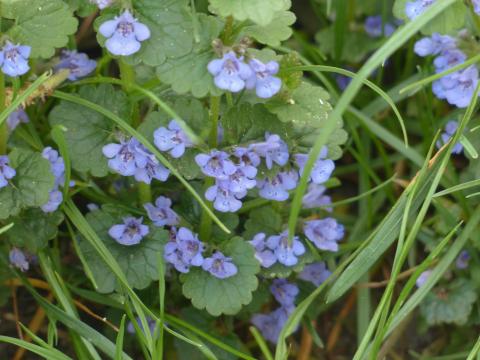 blooming ground ivy in grass