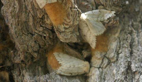gypsy moths and egg masses, photo by Wisconsin Department of Natural Resources
