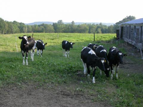Heifers in a pasture