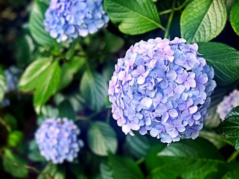 Does Endless Summer Hydrangea Bloom on Old Wood? 