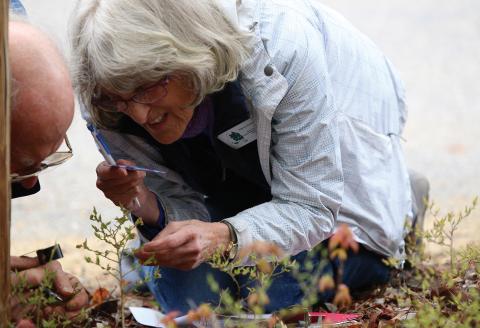 Volunteers study plants with magnifying tools