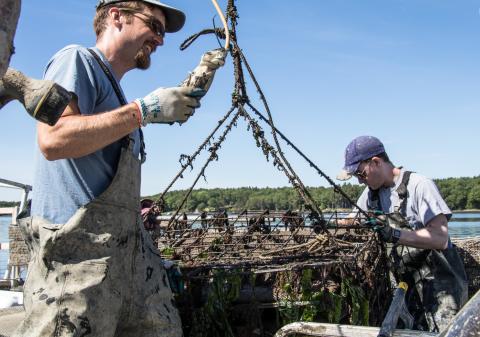 Oyster farmers haul up a cage of oysters from Great Bay.