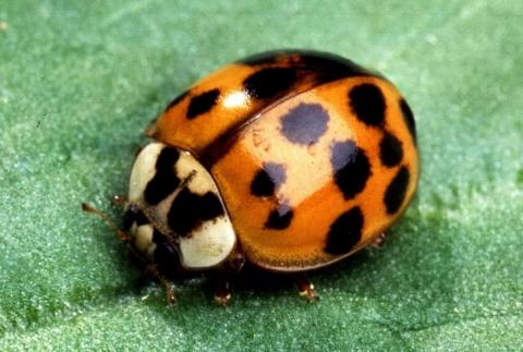 Beetles that look like ladybugs are swarming in some eastern states. And  they can bite. 