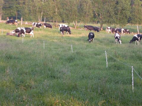 Dairy cattle grazing in a pasture