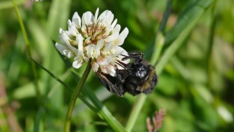 White clover – a great substitute or addition to turf