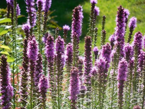 liatris