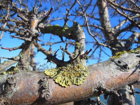 lichen on tree bark