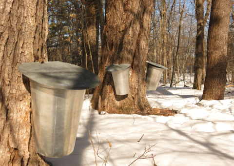 the sap buckets on trees