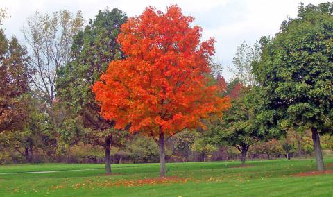 Is fall a good time to plant trees and shrubs? | Extension