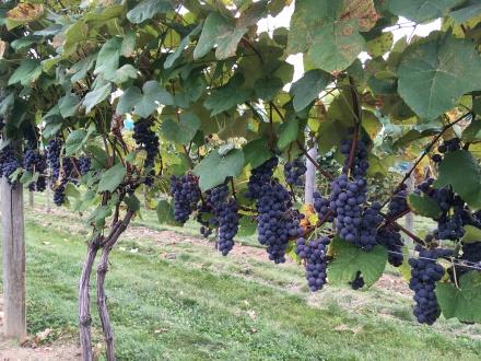 Growing Grapes in New Hampshire [fact sheet] | Extension