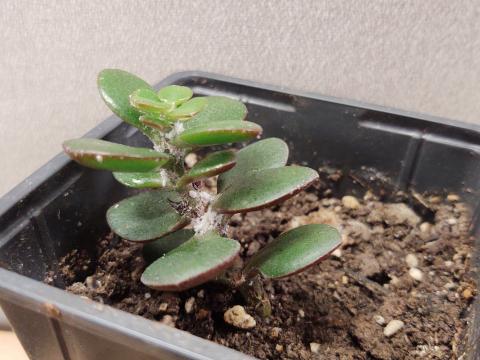 mealybugs on succulent