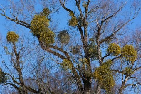 Mistletoe in trees