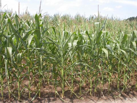 Corn field, affected by drought conditions