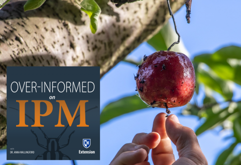 How to Monitor Apple Insect Pests (IPM)