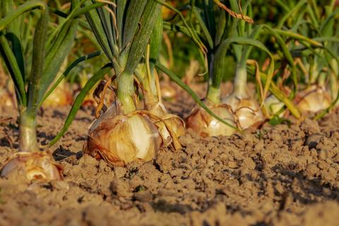 Best Soil to Grow Onion  