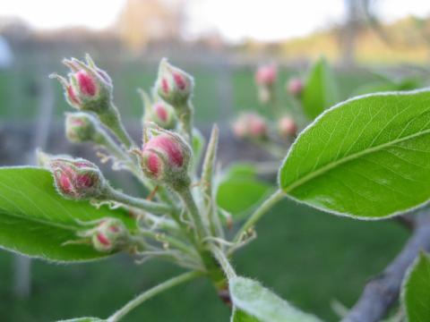 Assessing cold damage on fruit buds