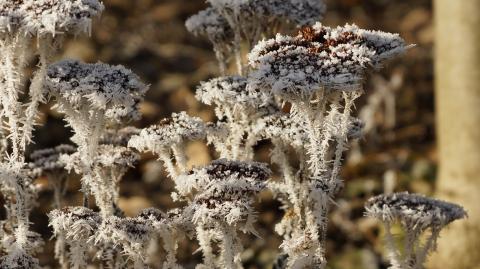 frozen perennial