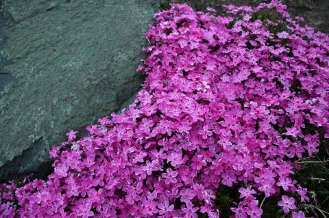 What Perennial Groundcover Can I Plant, Groundcover For Full Sun Slope