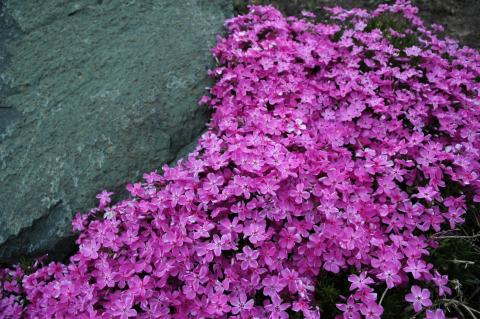 What Perennial Groundcover Can I Plant On A Sunny Slope That Is Difficult To Mow Extension