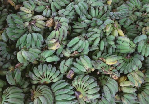Several bunches of green plantains.