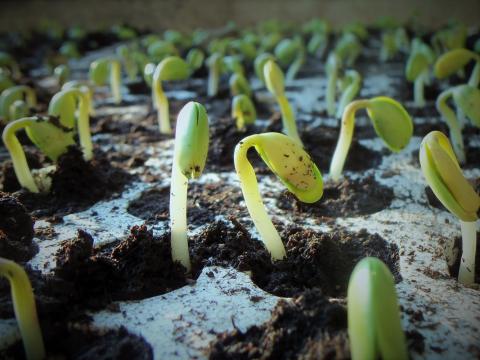 Seedlings started inside