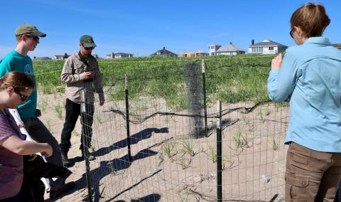 people looking at plover nests