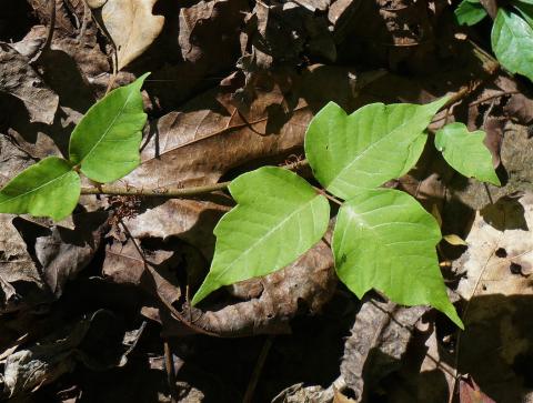 Poison ivy on ground with notched leaves