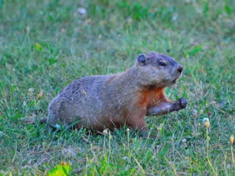 behind the leopard glasses: Squirrel Away