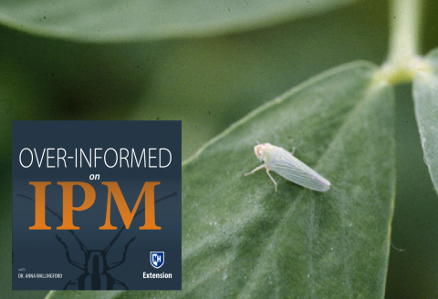 potato leafhopper adult, courtesy of Steve L. Brown, University of Georgia, Bugwood.org 