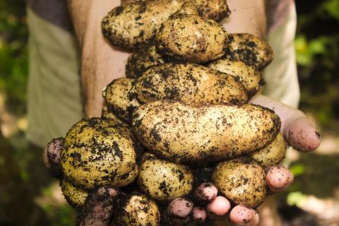 Potato Grow Bag Experiment 