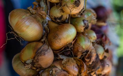 Season's Select Fresh Red Onions