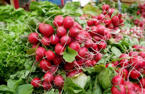 Bunches of fresh radishes at the farmers market.