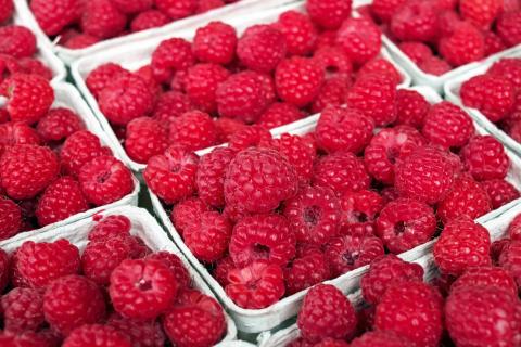 Fresh picked raspberries in individual containers
