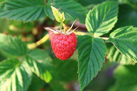 Growing Fruits: Raspberries and Other Bramble Crops