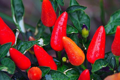 hot peppers