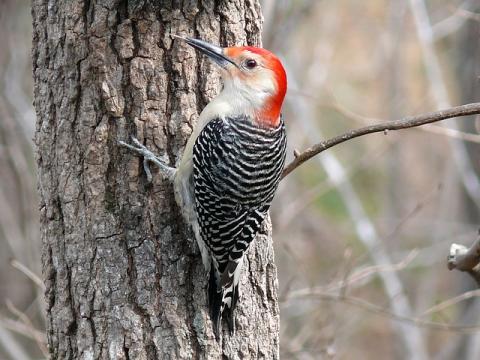 Red Bellied Woodpecker